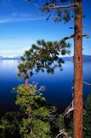 photo of tree by a lake