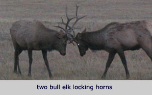 bull elk locking horns