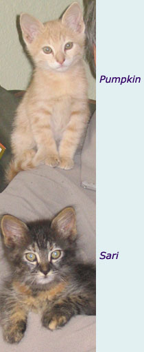 Kittens, Pumpkin and Sari
